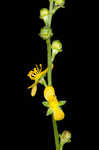 Beaked agrimony